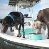 Toadfish Non-Tipping Dog Bowl